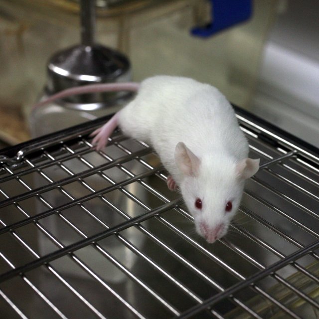 Vivisection in the 1800s and Today – Yale Global Health Review